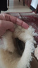 他她（TATA）云感雪地靴女皮毛一體加絨加絨保暖棉鞋厚底棉靴MXZ02DD5 黃棕（毛里） 39 曬單實(shí)拍圖