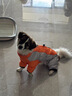 比熊狗狗牽引衣服中小型犬泰迪冬季加厚保暖棉衣博美加絨四腳棉服 橙色[防風(fēng)防水加絨加厚] L(建議體重8-12斤左右) 曬單實(shí)拍圖