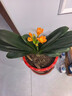 愛(ài)優(yōu)尚特級君子蘭盆栽帶花苞辦公室內客廳國寶級綠植花卉源頭直發(fā) 曬單實(shí)拍圖