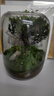 封茗【生命之樹(shù)】生態(tài)瓶苔蘚微景觀(guān)青苔造景缸植物辦公室綠植桌面盆栽 生命之樹(shù)微景觀(guān)(煙灰款) 曬單實(shí)拍圖