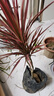 意軒七彩鐵五彩千年木盆栽三色龍血樹(shù)紅竹觀(guān)葉植物室內綠植 獨桿多頭30-40厘米 曬單實(shí)拍圖