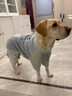 超可耐狗狗衣服中大型犬金毛邊牧拉布拉多衣服冬季防寒保暖加絨四腳衛衣 灰色 8XL碼（胸圍96cm，背長(cháng)72cm） 曬單實(shí)拍圖