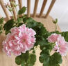 覓風(fēng)進(jìn)口天竺葵花籽一年四季開(kāi)花不斷的花陽(yáng)臺洋繡球花卉庭院盆栽種子 重瓣天竺葵粉色10粒+送2包肥 買(mǎi)二送一 曬單實(shí)拍圖
