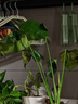 白掌一帆風(fēng)順盆栽水培植物綠蘿籮花卉室內花綠植紅掌發(fā)財樹(shù)吸甲醛 精品白掌帶花4-6株+原盆+營(yíng)養液【買(mǎi)2送噴壺】 曬單實(shí)拍圖
