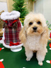 嬉皮狗（hipidog）秋冬狗狗衣服格子新年牽引披風(fēng)連帽絨衣小狗比熊泰迪保暖寵物服裝 德羅紅 M （建議體重5-8斤） 曬單實(shí)拍圖