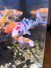 【包活包損】錦鯉活魚(yú)觀(guān)賞魚(yú)活體好養耐活冷水淡水魚(yú)日系錦鯉金魚(yú) 【精品】一條昭和錦鯉 8--10cm 曬單實(shí)拍圖