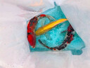 招財如意錦鯉冷水觀(guān)賞魚(yú)大型純種精品紅白三色招財魚(yú)好養耐活風(fēng)水魚(yú)活魚(yú) 十全十美（隨機顏色10條可指定） 35-40cm 曬單實(shí)拍圖