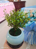 花翁老樁植物室內盆栽花卉 小葉赤楠盆景+綠冰裂釉陶盆+底座源頭直發(fā) 曬單實(shí)拍圖