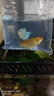 墨一曼龍魚(yú)神仙魚(yú)好養的觀(guān)賞魚(yú)耐活冷水淡水不打氧耐活魚(yú)混 藍曼1條+黃曼1條(6-8cm) 曬單實(shí)拍圖