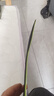 芮夢(mèng)華汗腳專(zhuān)用除臭鞋墊柔軟舒適艾草防臭男運動(dòng)減震 1雙*高彈減震 42 曬單實(shí)拍圖