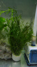 光彩年華印度小竹節竹節草水草植物魚(yú)缸水族箱造景綠菊蜈蚣草水榕活體真草 20多支竹節草帶瓷環(huán) 曬單實(shí)拍圖