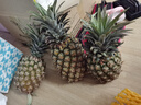 譯優(yōu)農金鉆鳳梨海南樹(shù)上熟臺農17號金菠蘿手撕鳳梨新鮮水果當季小菠蘿 5斤裝【2-3個(gè)】實(shí)惠中果 曬單實(shí)拍圖
