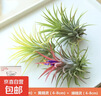空氣鳳梨無(wú)土植物辦公室內綠植物桌面盆栽花卉創(chuàng  )意盆栽?xún)艋諝?紅+黃+綠組合套裝【掌柜推薦】 曬單實(shí)拍圖