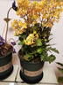 奧美優(yōu)加侖盆花盆樹(shù)脂透氣防爛根塑料種植盆栽盆帶托盤(pán)一體家用加厚 曬單實(shí)拍圖