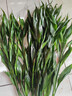 富貴竹水養基地直發(fā)水培植物轉運竹綠植盆景帶根四季水養插鮮花瓶 富貴竹80cm10棵(送生根粉_不含瓶) 曬單實(shí)拍圖