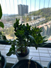 愛(ài)優(yōu)尚梔子花小盆栽室內濃香花卉綠植庭院四季開(kāi)花鮮花源頭直發(fā) 曬單實(shí)拍圖