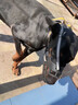 狗狗嘴套外出防咬防叫防亂吃馬犬中大型犬黑色反光狗嘴罩止吠神器 黑色反光款【升級款防掙脫可喝水】 5號【嘴圍32-35cm 建議體重70-100斤】 曬單實(shí)拍圖