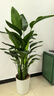 植男植女天堂鳥(niǎo)盆栽客廳室內好養大型落地真綠植辦公室大葉植物源頭直發(fā) 曬單實(shí)拍圖