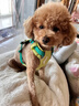拉夫威爾【26年亞洲定制色】嗨輕胸背帶牽引繩中小型犬柯基背心式寵物用品 【26年亞洲定制色】陽(yáng)光青檸 XXS 曬單實(shí)拍圖