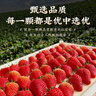 山姆大叔丹東草莓99紅顏【空運多地次日達】奶油新鮮甜大草莓當季水果禮盒 【金冠級 | 甜度天花板】巨無(wú)霸果王 單果50g+ 【手挑全紅果】5斤裝 | 老農嚴選 | 凈4.5斤 曬單實(shí)拍圖