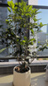 愛(ài)優(yōu)尚桂花樹(shù)苗四季桂盆栽可食用開(kāi)花香室內外陽(yáng)臺客廳源頭直發(fā) 曬單實(shí)拍圖