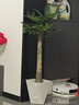 植男植女發(fā)財樹(shù)盆栽客廳室內好養大型落地綠植辦公室公司開(kāi)業(yè)喬遷源頭直發(fā) 曬單實(shí)拍圖