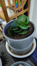 圓葉吸毒王碧玉公主豆瓣綠年宵花擺件植物桌面四季常青花凈化空氣 碧玉+塑料原盆栽好發(fā)貨 曬單實(shí)拍圖