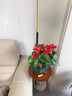 藍桂圓紅掌盆栽 室內鴻運當頭綠植 帶花好養活易栽種 加侖花盆源頭直發(fā) 曬單實(shí)拍圖