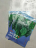 中蔬豐農大葉菠菜種子蔬菜種子四季蔬菜冬季籽種耐寒菜種盆栽菠菜子菜籽子 大葉菠菜 大葉菠菜種子5包（買(mǎi)3送2） 約5000粒 曬單實(shí)拍圖