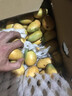 顧果鮮海南小臺農芒果小臺芒新鮮當季熱帶孕婦水果現摘甜心小芒果生鮮 9斤凈重8.5斤 【中果裝】 曬單實(shí)拍圖