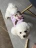 湯尼熊 TAWNEYBEAR狗狗衣服秋冬毛衣連帽可愛(ài)雪納瑞泰迪臘腸比熊約克夏馬爾濟斯博美 連帽無(wú)袖毛衣【斑點(diǎn)狗-紫色】 XL丨背長(cháng)36胸圍53建議14-17斤 曬單實(shí)拍圖