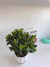 京悠雨梔子花盆栽花卉植物室內綠蘿籮陽(yáng)臺水培綠植茉莉花四季好養九里香 90#梔子花花期帶花苞(原盆土)+營(yíng)養液【促銷(xiāo)特惠款】 含盆 曬單實(shí)拍圖