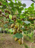 相識緣獼猴桃樹(shù)果苗盆栽地栽嫁接紅心黃心南方北方種植公母同株獼猴桃苗 黃金果獼猴桃5年苗 雌雄同株（買(mǎi)一送一 當年結果  81cm(含)-110cm(含) 曬單實(shí)拍圖
