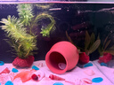 瘋狂水草魚(yú)缸造景水草植物直接入缸火山石蜈蚣草小九冠鹿角茸源頭直發(fā)包郵 曬單實(shí)拍圖