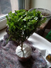 清香木驅蚊清新室內綠植好養四季常青凈化空氣居家必備盆栽 6年中苗一盆【原土】 曬單實(shí)拍圖