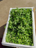 辰實(shí)【順豐】新鮮鼠曲草 清明菜 艾草清明草鼠曲絨毛草清明果團材料 1斤（現摘現發(fā)） 曬單實(shí)拍圖