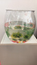 魚(yú)缸組合多選套餐家用透明耐摔客廳辦公室桌面觀(guān)賞魚(yú)生態(tài)造景魚(yú)缸 大號圓形透明魚(yú)缸【套餐1】 曬單實(shí)拍圖