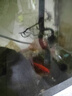 一帆風(fēng)順胭脂魚(yú)苗活體淡水養殖招財風(fēng)水魚(yú)新手好養耐活魚(yú)缸清潔工具魚(yú)清道夫冷水觀(guān)賞魚(yú) 2條4-6厘米胭脂魚(yú)苗【送1條防損】 曬單實(shí)拍圖