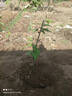 車(chē)厘子樹(shù)苗大果櫻桃樹(shù)苗庭院地栽盆栽果樹(shù)苗南北方種植耐寒水果苗 智利車(chē)厘子 5年苗（結果苗）熱銷(xiāo)款 曬單實(shí)拍圖