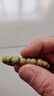 月印百川 星月菩提手串原生態(tài)雞油黃正月男女款文玩佛珠手鏈約9*10mm 曬單實(shí)拍圖