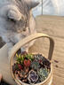 手提大花籃多肉植物組合盆栽38女神節禮品公司活動(dòng)多肉diy材料包 花籃B款（隨機多肉12個(gè)）花籃+多肉+土 材料包一套送工具鏟子 曬單實(shí)拍圖
