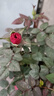 開(kāi)時(shí)果 四季時(shí)令花卉綠植盆栽大全 室外庭院地栽植物室內好養活陽(yáng)臺花卉 中國紅-玫瑰花苗（130杯/帶花苞）+原生盆 曬單實(shí)拍圖