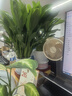 愛(ài)優(yōu)尚白掌盆栽花卉植物室內防輻射凈化空氣開(kāi)花桌面小植物源頭直發(fā) 曬單實(shí)拍圖