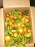正宗廣西砂糖橘沙糖桔新鮮水果當季蜜桔桂林橘子貢柑整箱 帶箱5斤 凈重4.5斤 小果（30-40mm） 曬單實(shí)拍圖