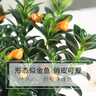 四季常青金魚(yú)花吊蘭盆栽室內綠植花卉多肉植物發(fā)財樹(shù)好養易活客廳 01：金魚(yú)吊蘭【整盆20-30顆】原盆土 曬單實(shí)拍圖