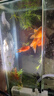 精品金魚(yú)觀(guān)賞魚(yú)獅子頭好養耐活自來(lái)水鴻運當頭丹頂冷水淡水風(fēng)水魚(yú) 精品金魚(yú)組合顏色隨機 4-6CM3條 曬單實(shí)拍圖