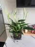藍桂圓白掌盆栽 室內客廳好養綠植 一帆風(fēng)順凈化空氣郁金香花盆源頭直發(fā) 曬單實(shí)拍圖