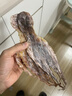 北海印象【北海產(chǎn)地】章魚(yú)干250g淡干八爪魚(yú)煲湯滋補火鍋食材源頭直發(fā)包郵 曬單實(shí)拍圖