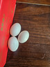 耕果妙年貨禮盒 農家新鮮鴿子蛋30枚1.2斤精品大蛋源頭直發(fā)整箱包郵 曬單實(shí)拍圖