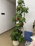 愛(ài)優(yōu)尚特級造型鴨腳木客廳大盆栽八方來(lái)財室內落地大型綠植高端源頭直發(fā) 曬單實(shí)拍圖